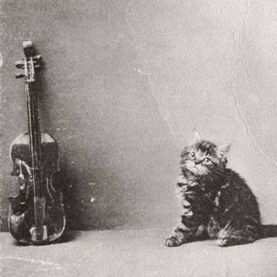 Eine kleine getigerte Katze neben einer Geige, die an einer Wand lehnt.