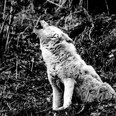 Schwarzweißaufnahme eines heulenden Wolf.