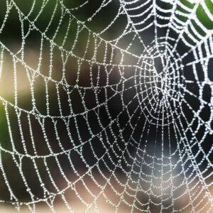 Ein Spinnennetz mit Morgentau.