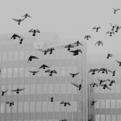 Schwarzweißbild von Vögeln vor einem Hochhaus im Nebel.